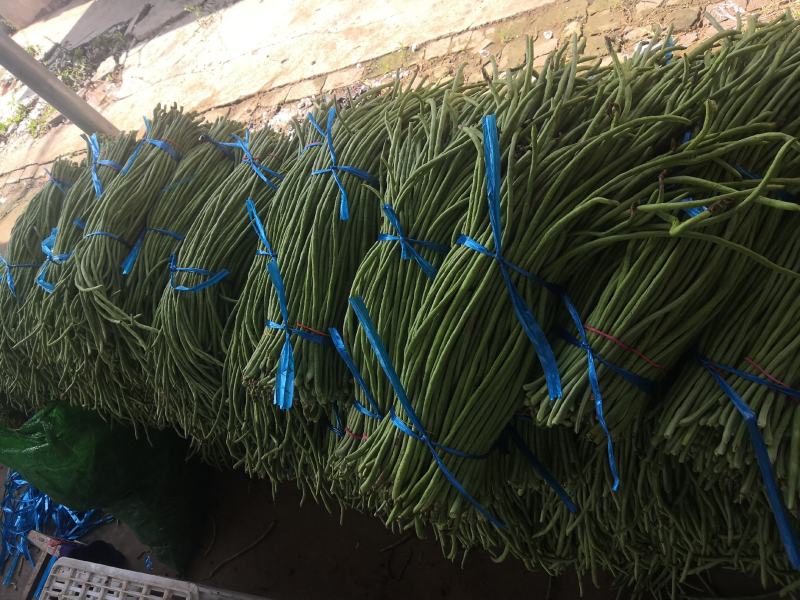 精品长豆角产地直销商超电商加工厂发货全国