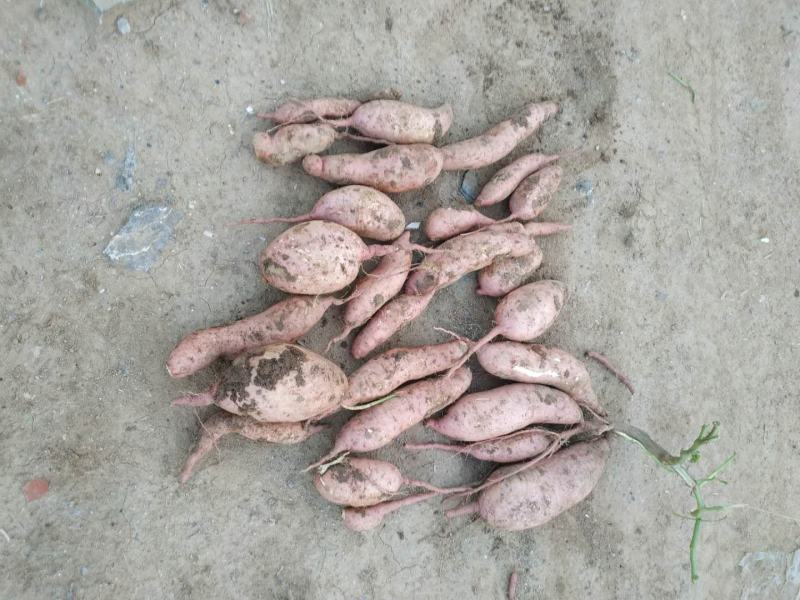 薯类种植基地大量红暑供应