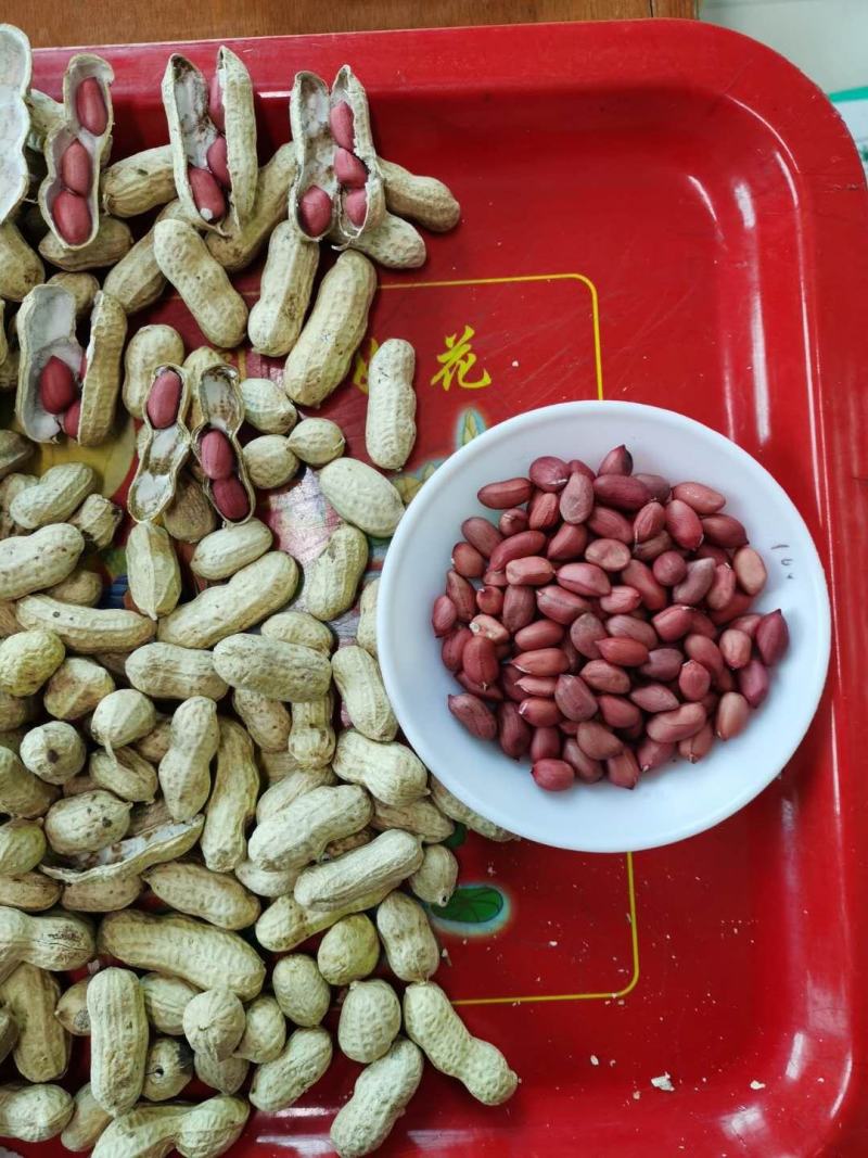 生鲜花生，红皮生花生，
