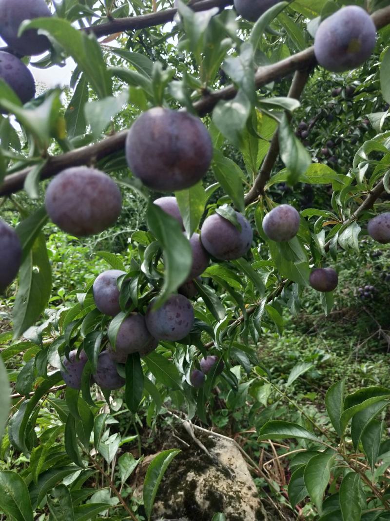 脆红李已上市（代办服务）大量出货，货源稳定，价格优美