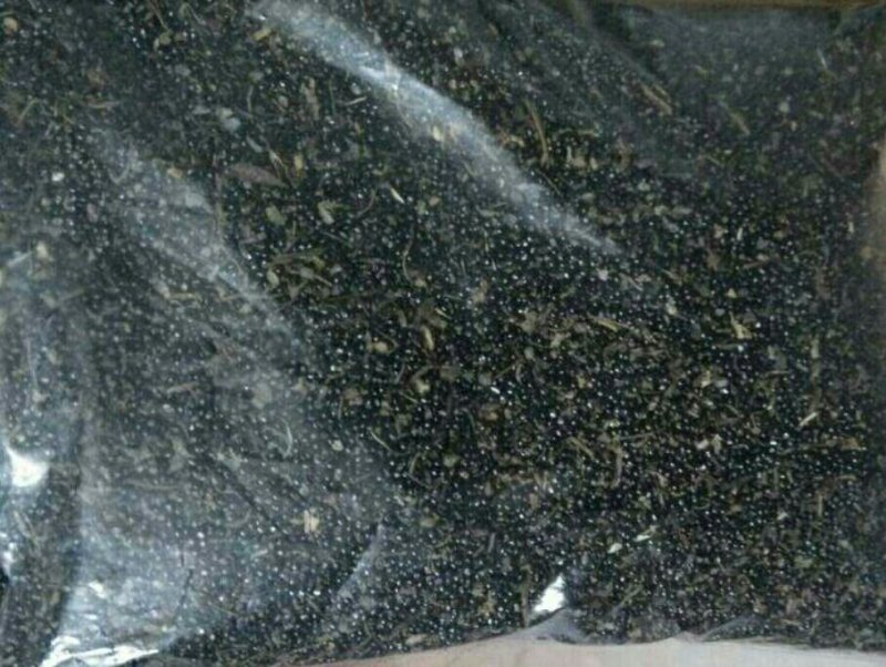 岩黄连种子
