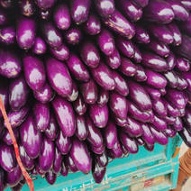 紫红长茄，适合走加工厂，保质保量可视频
