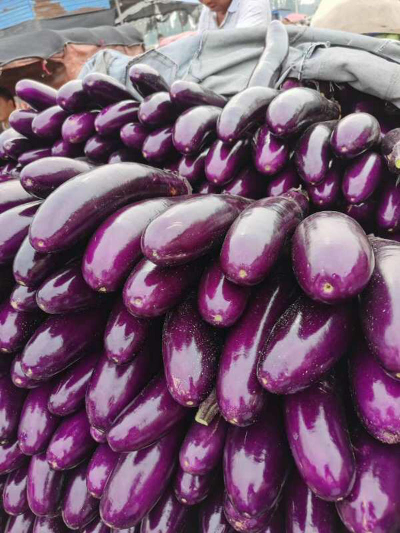 紫红长茄，适合走加工厂，保质保量可视频看货