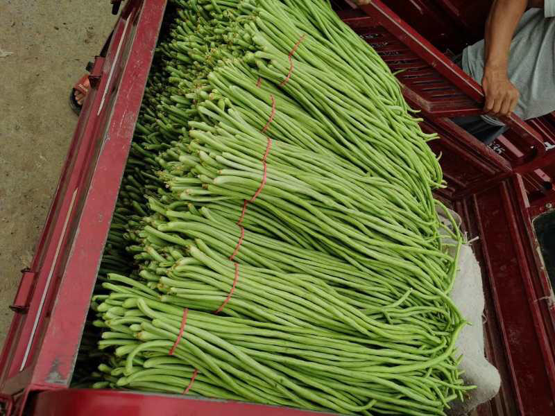[荐]长豆角60厘米以上蒋村蔬菜市场大量供应