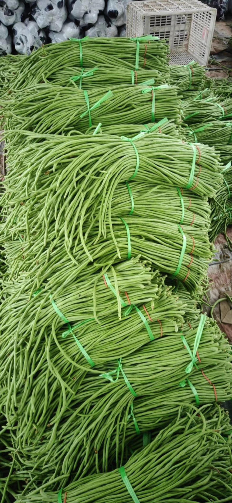 [荐]长豆角60厘米以上蒋村蔬菜市场大量供应