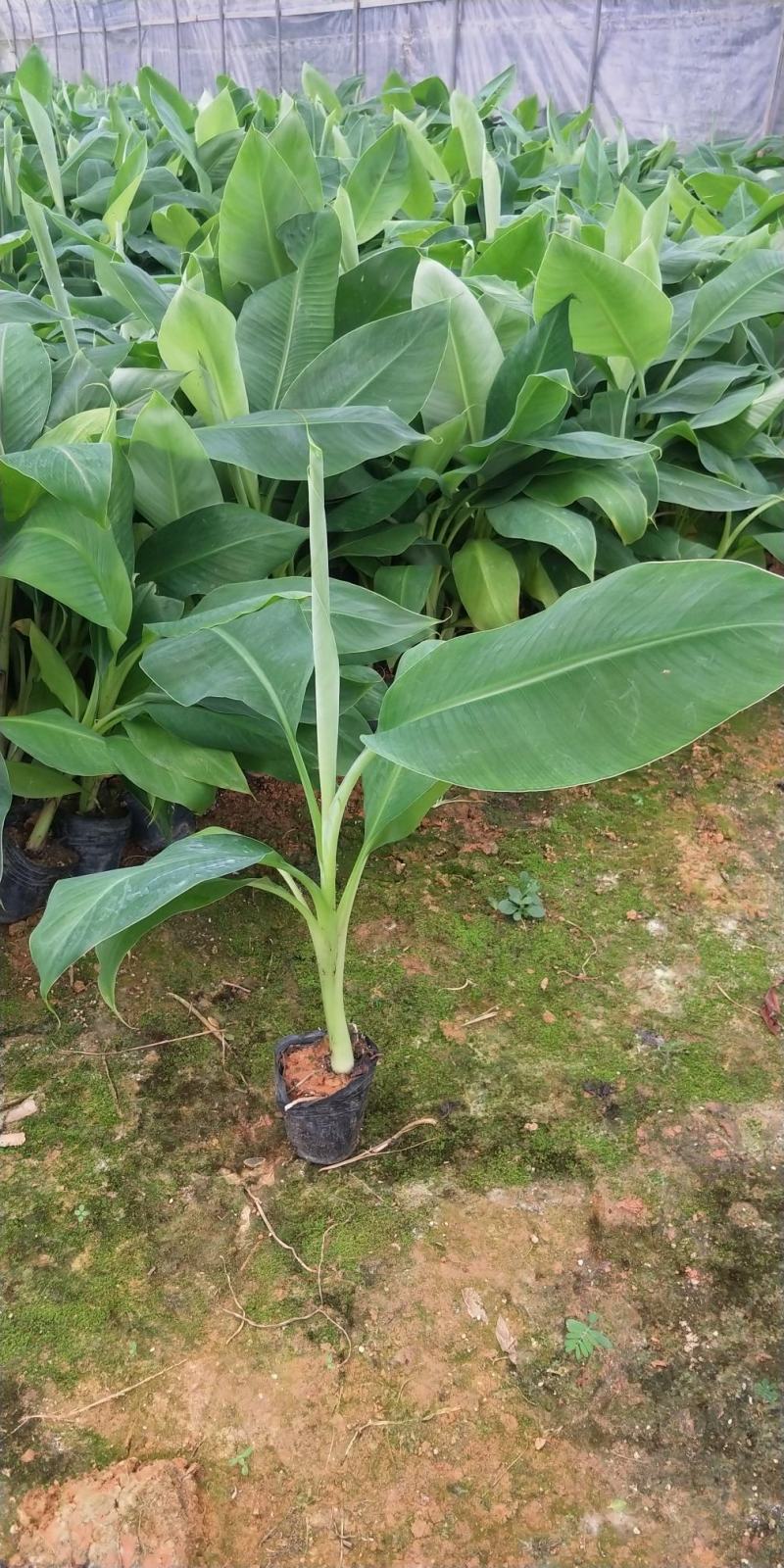 金粉一号西贡蕉苗，威廉斯B6香蕉苗，红香蕉苗货源充足