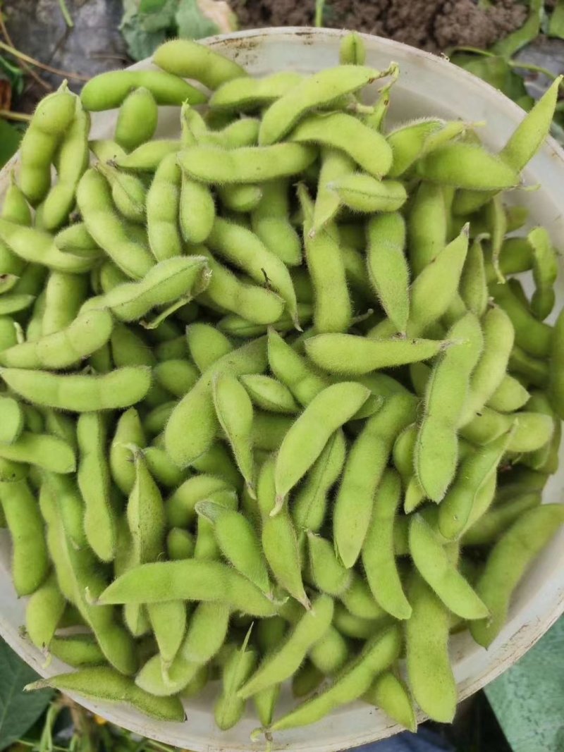 大角型毛豆提供水洗冷库找车一条龙服务（超市）生鲜供货