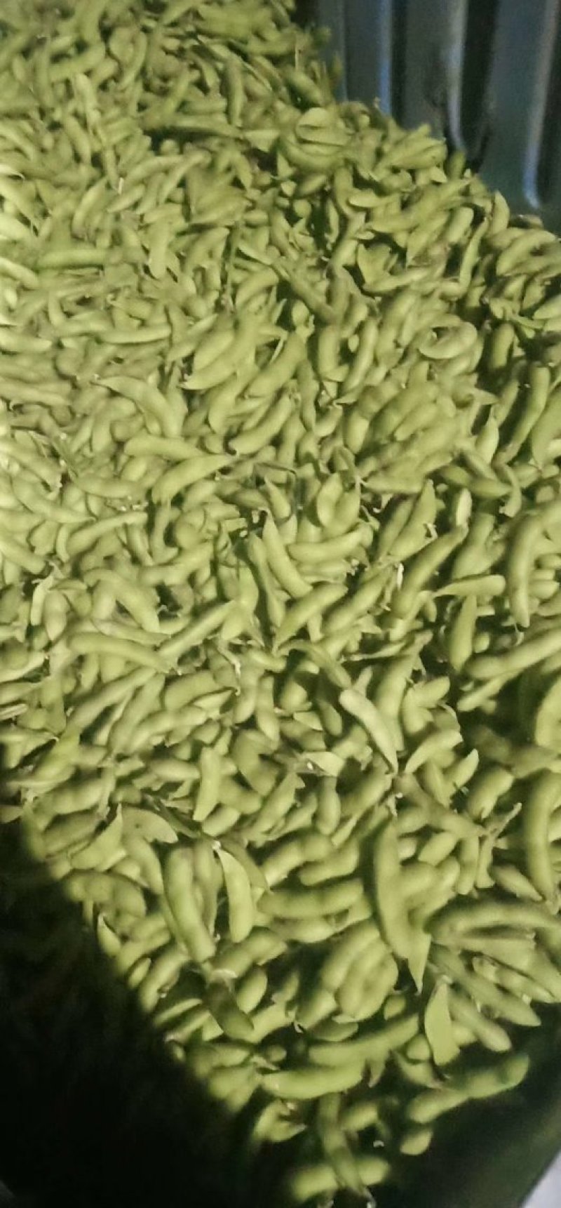 大角型毛豆提供水洗冷库找车一条龙服务（超市）生鲜供货