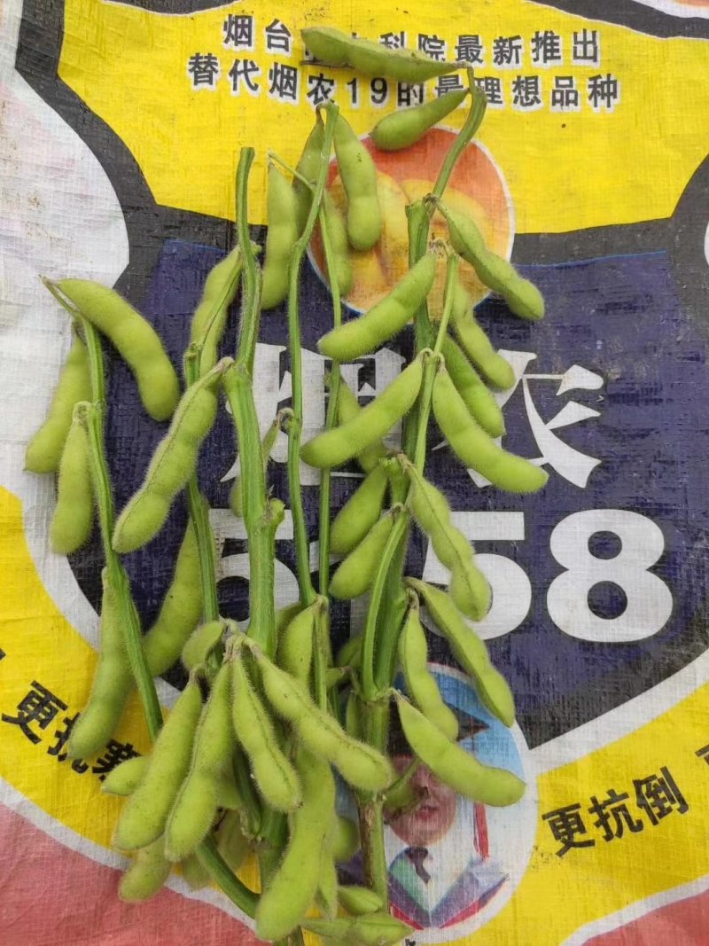 大角型毛豆提供水洗冷库找车一条龙服务（超市）生鲜供货