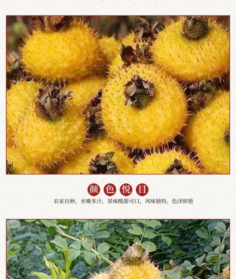 贵州2020新货野生新鲜刺梨