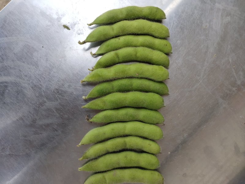 大角型毛豆提供水洗冷库找车一条龙服务（超市）生鲜供货