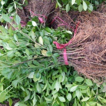 小叶扶芳藤大叶扶芳藤工程大小规格齐全