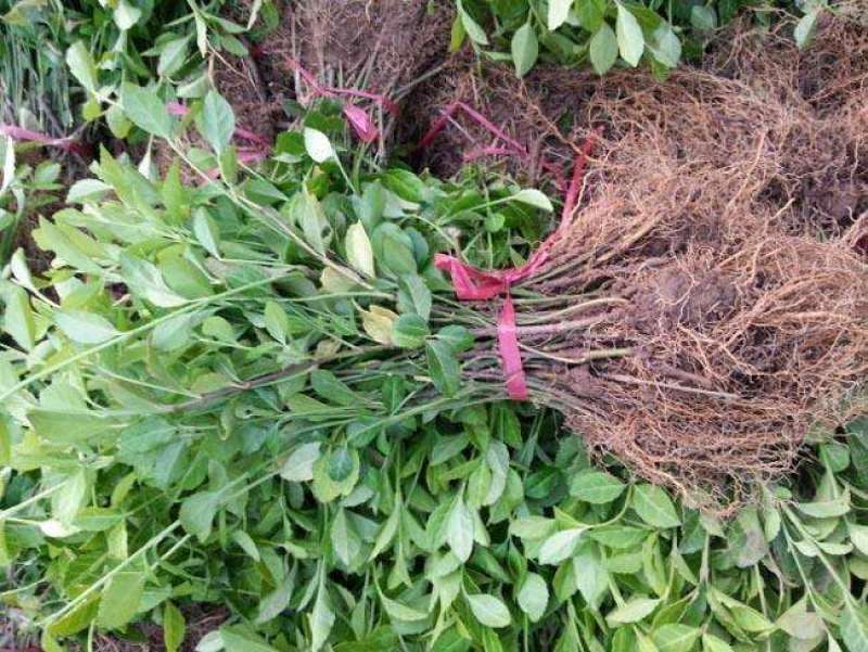 小叶扶芳藤大叶扶芳藤工程大小规格齐全