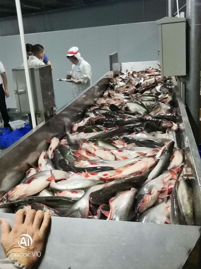 批发价格白肉的