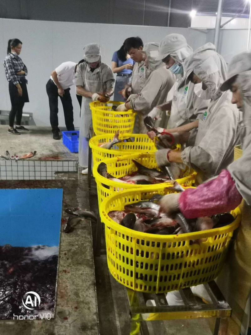 批发价格白肉的