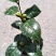 各种品种茶花贝拉、皇冠、芙蓉王十八学土等