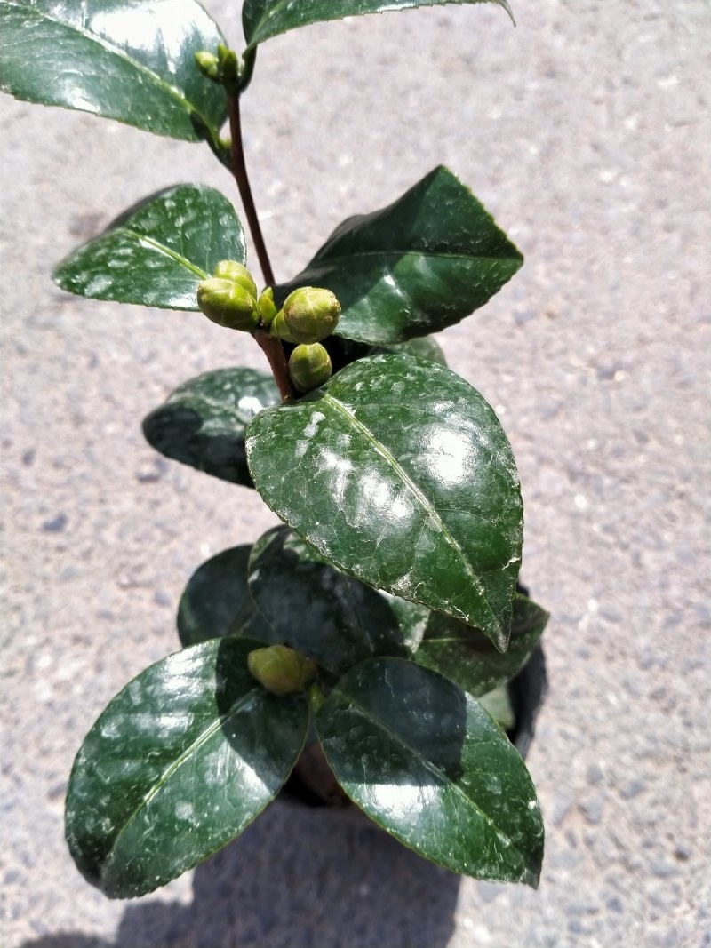 各种品种茶花贝拉、皇冠、芙蓉王十八学土等