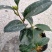 各种品种茶花贝拉、皇冠、芙蓉王十八学土等