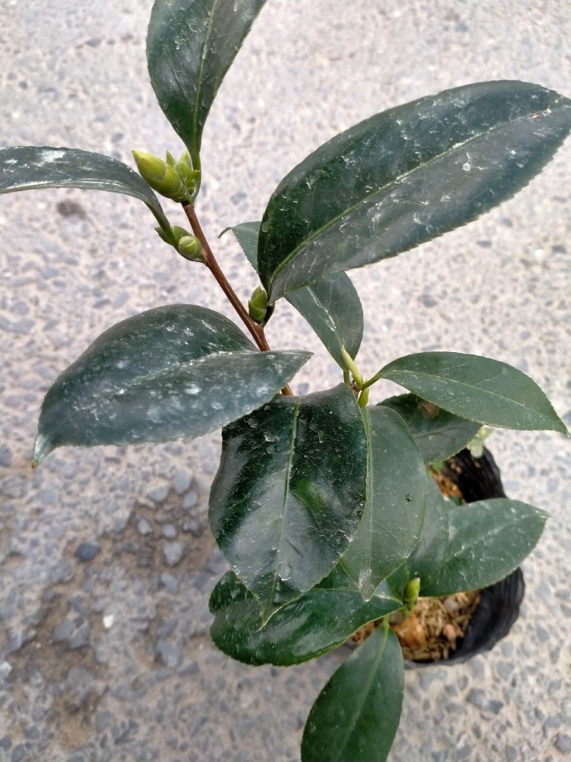 各种品种茶花贝拉、皇冠、芙蓉王十八学土等