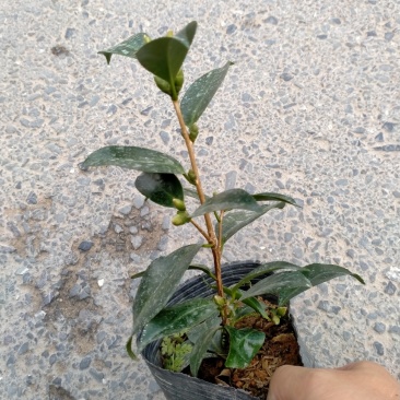各种品种茶花贝拉、皇冠、芙蓉王十八学土等