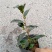 各种品种茶花贝拉、皇冠、芙蓉王十八学土等
