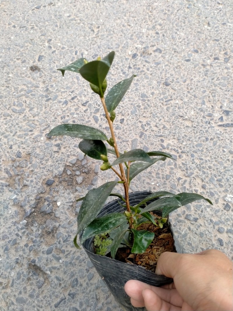 各种品种茶花贝拉、皇冠、芙蓉王十八学土等