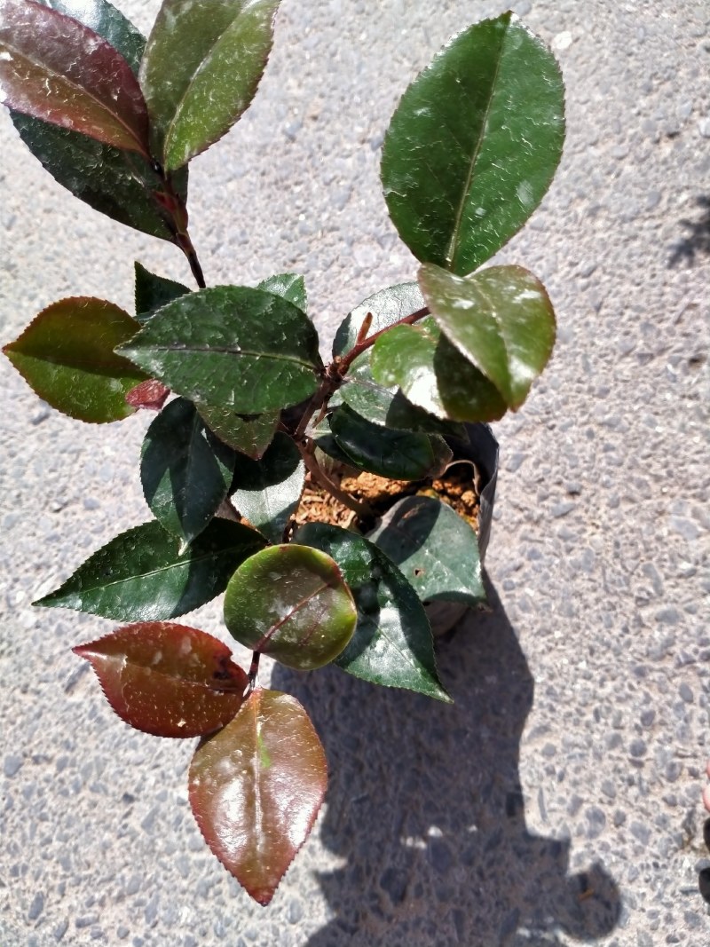 各种品种茶花贝拉、皇冠、芙蓉王十八学土等