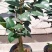 各种品种茶花贝拉、皇冠、芙蓉王十八学土等