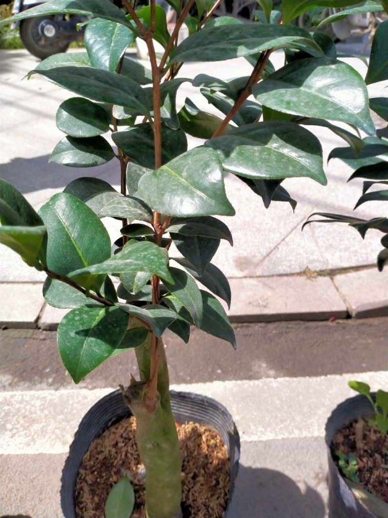 各种品种茶花贝拉、皇冠、芙蓉王十八学土等