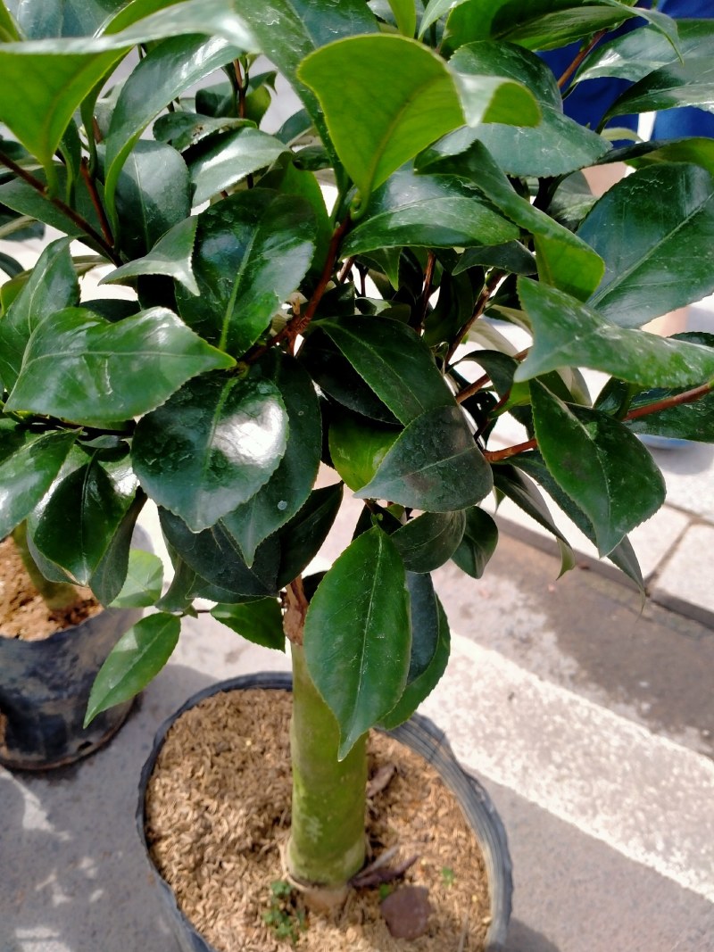 各种品种茶花贝拉、皇冠、芙蓉王十八学土等