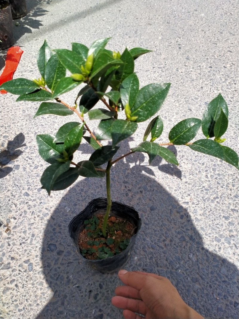 各种品种茶花贝拉、皇冠、芙蓉王十八学土等