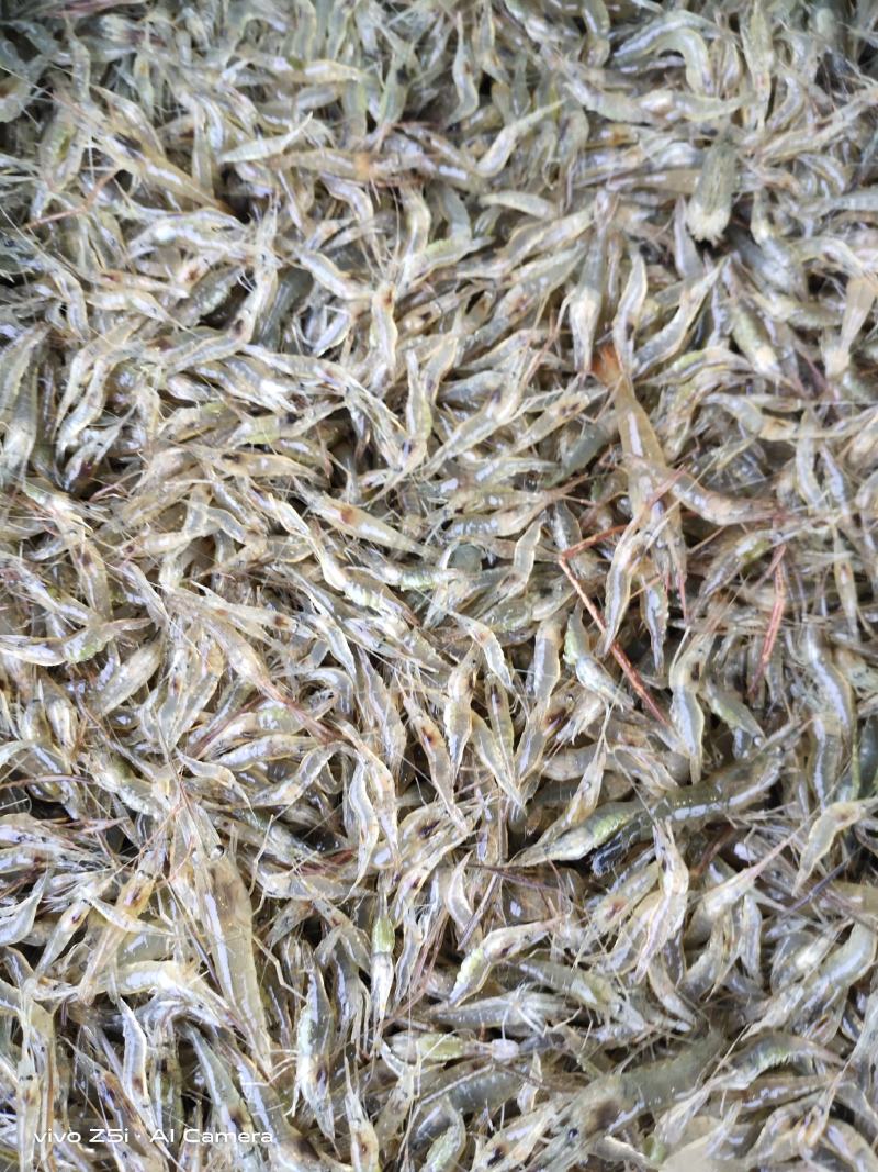 江苏省常州市溧阳市南渡镇太湖二号河虾苗(青虾)苗种培育