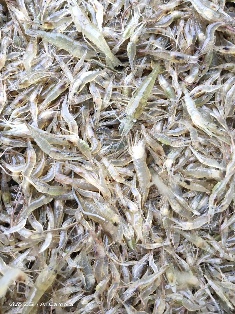 江苏省常州市溧阳市南渡镇太湖二号河虾苗(青虾)苗种培育