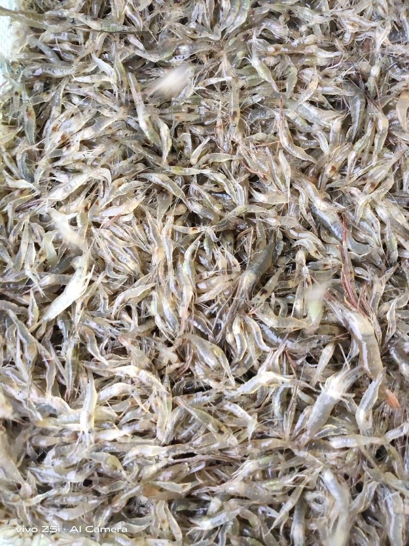 江苏省常州市溧阳市南渡镇太湖二号河虾苗(青虾)苗种培育