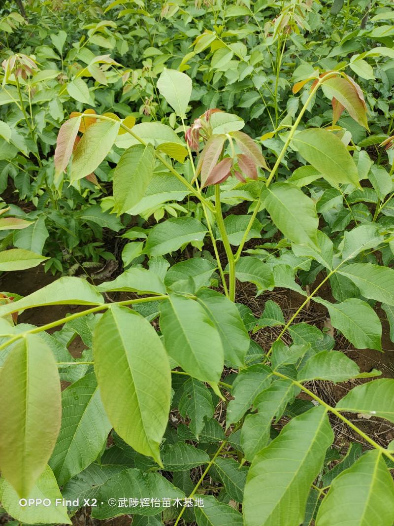 清香核桃树苗，香玲核桃苗，核桃实生苗，自产自销，现挖现发