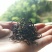 新货明前嫩芽龙井茶叶、新鲜春茶、高山鲜茶叶、龙井绿茶红茶