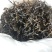 新货明前嫩芽龙井茶叶、新鲜春茶、高山鲜茶叶、龙井绿茶红茶
