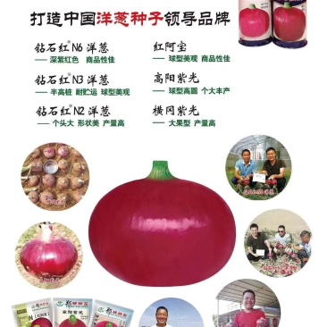 【精】资源紫禧，钻石红系列，红阿宝洋葱种子