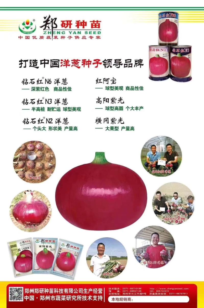 【精】资源紫禧，钻石红系列，红阿宝洋葱种子