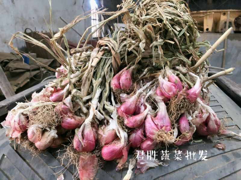 云南红苗葱黄苗葱饱满型美人葱香葱
