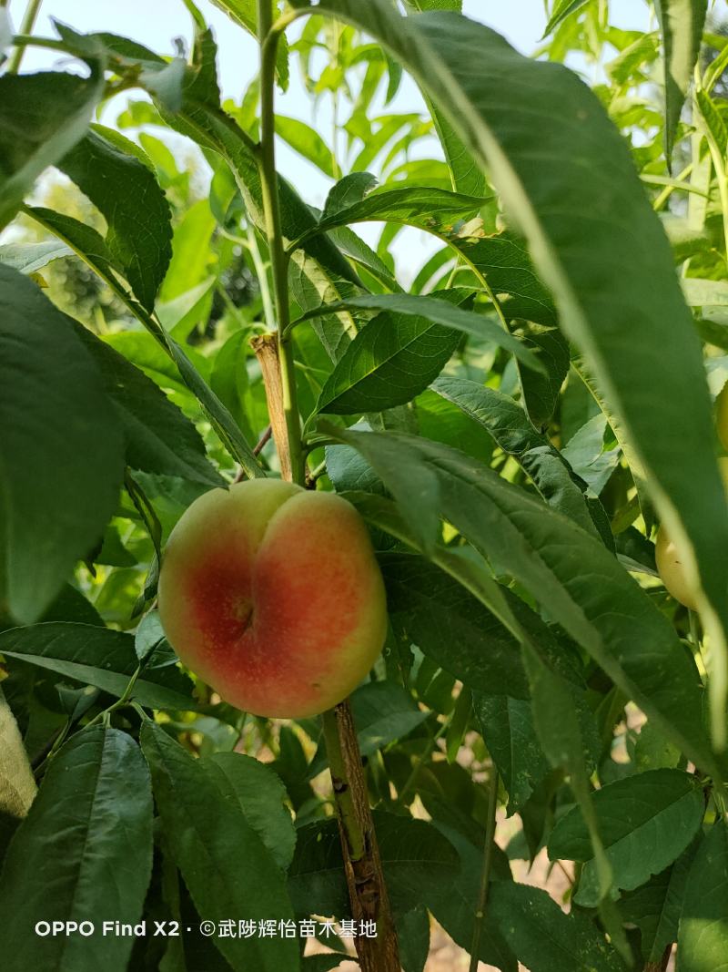 优质桃树苗大量批发，品种齐全，质量好，自家苗