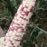 花糯玉米，基地直销，价格美丽，欢迎实地考察，代办勿扰