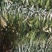 霸王花大量批发工厂直销质量稳定