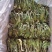 霸王花大量批发工厂直销质量稳定