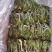 霸王花大量批发工厂直销质量稳定
