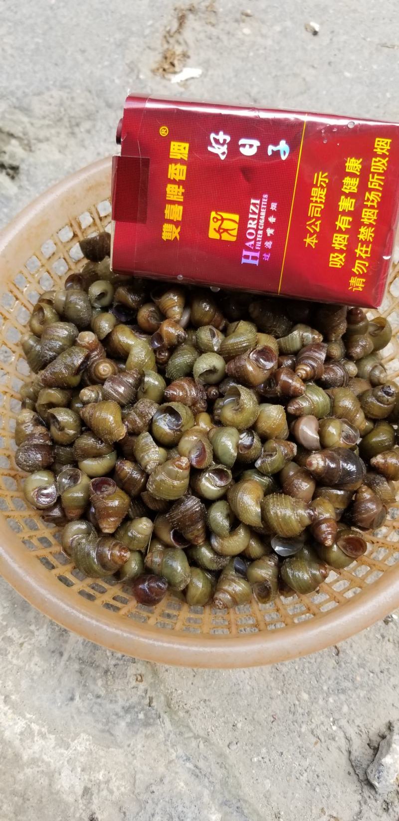 饲料螺食用螺蛳质量保证周边配送。。