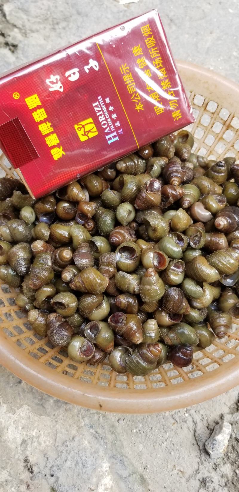 饲料螺食用螺蛳质量保证周边配送。。