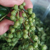农副产品，青花椒，本人自己种植