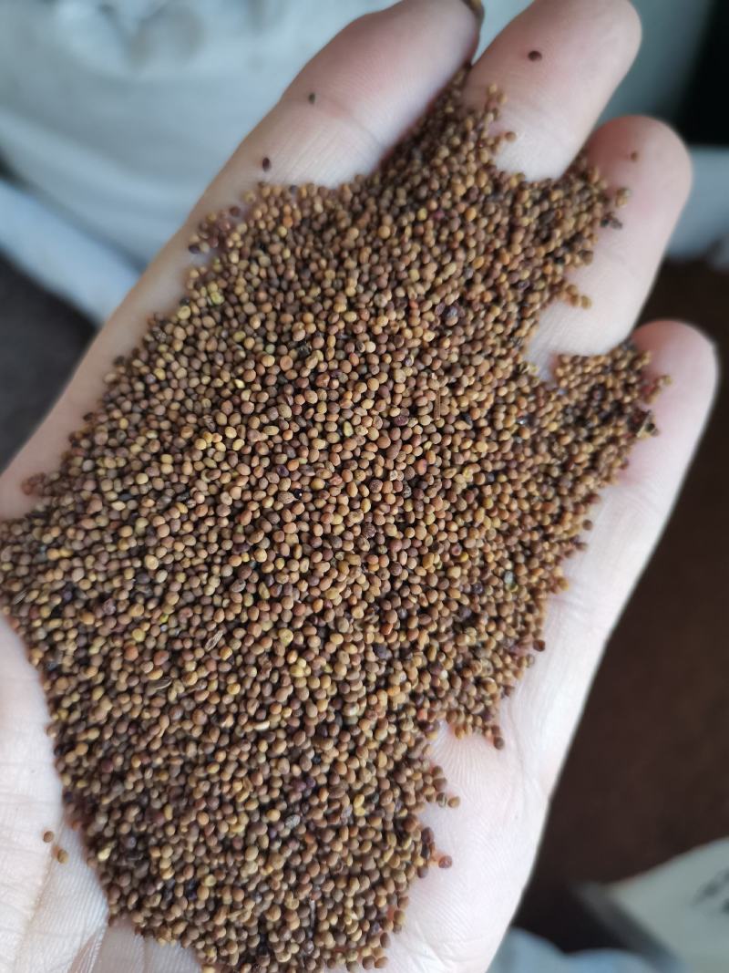 菟丝子内蒙水洗选货正品无硫熏高含量干净无杂