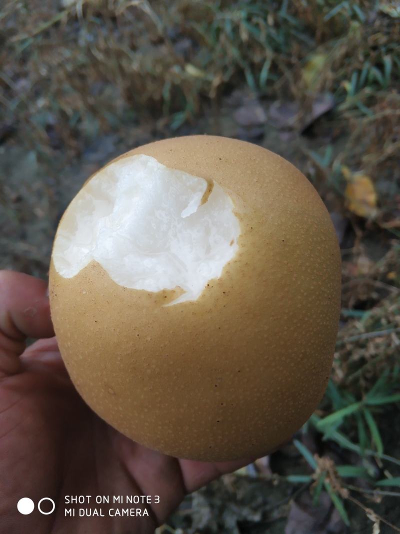 （精品)冠县秋月梨，可视频看货，一件代发，品质保证